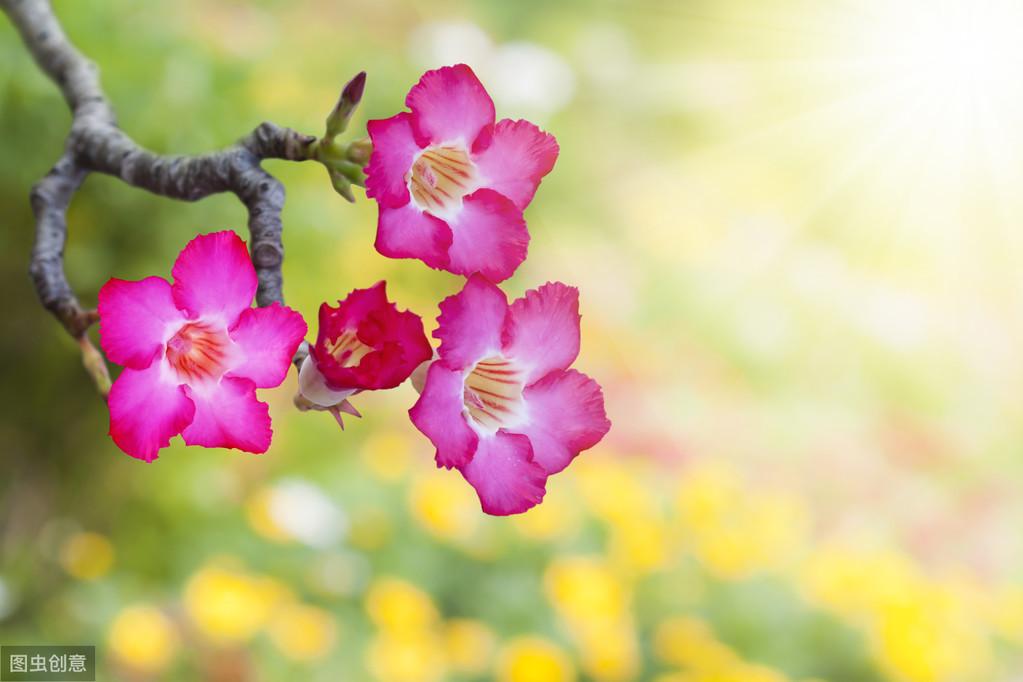 唯美暖心的经典情感句子：最长久的情，是平淡中的不离不弃(图2)