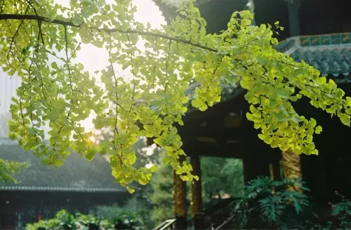 可当书法书写用语的国学经典名句！（含注释）(图5)