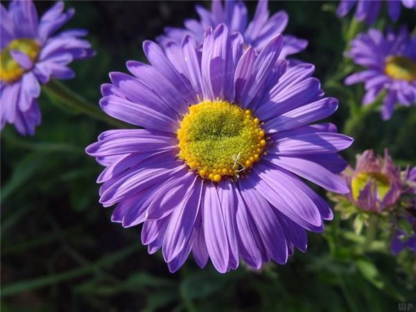 激励自己上进的句子，每一句都是经典，喜欢就收藏吧(图1)