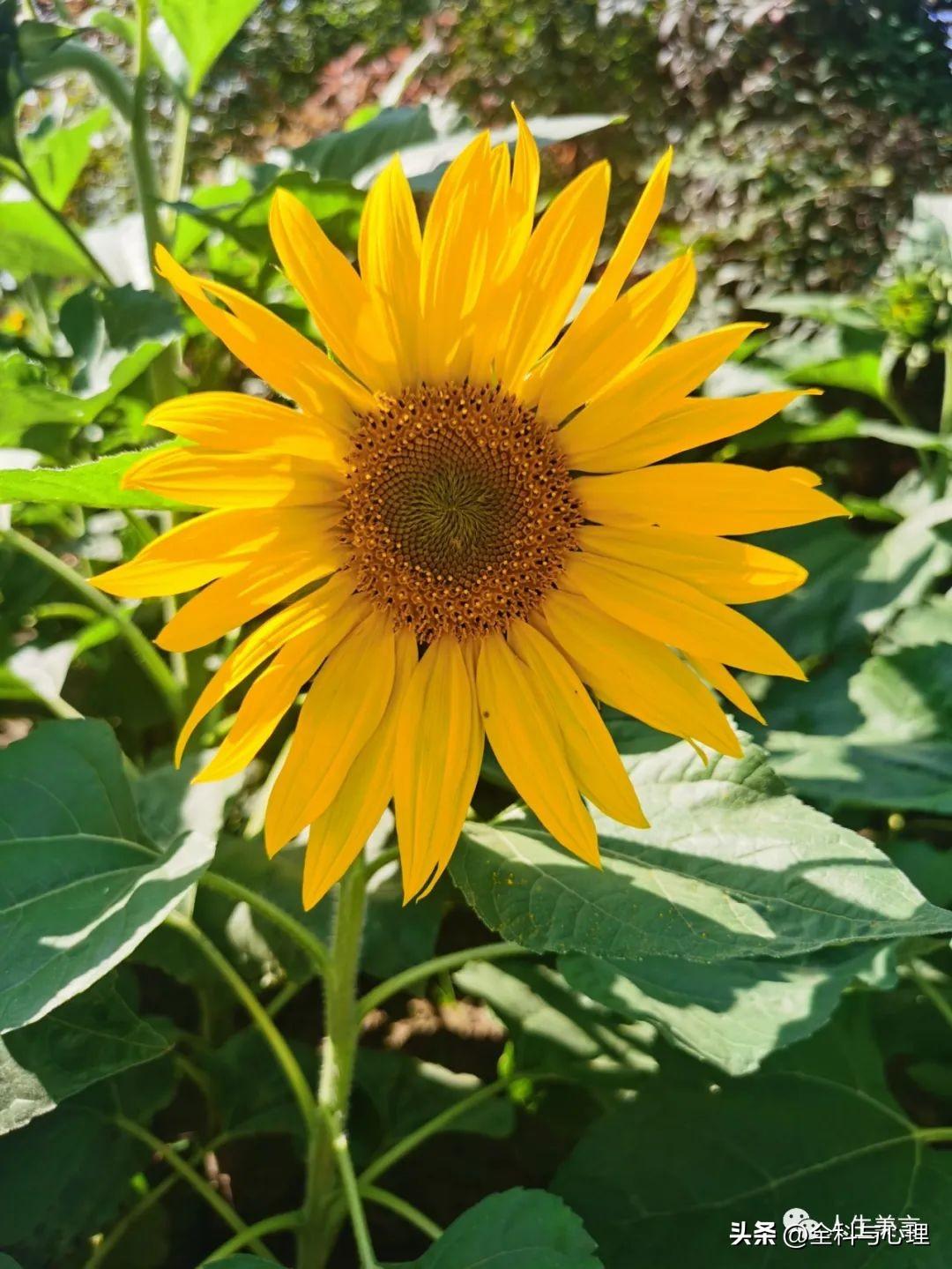 每日一言正能量句子，高级感励志文案短句(图2)