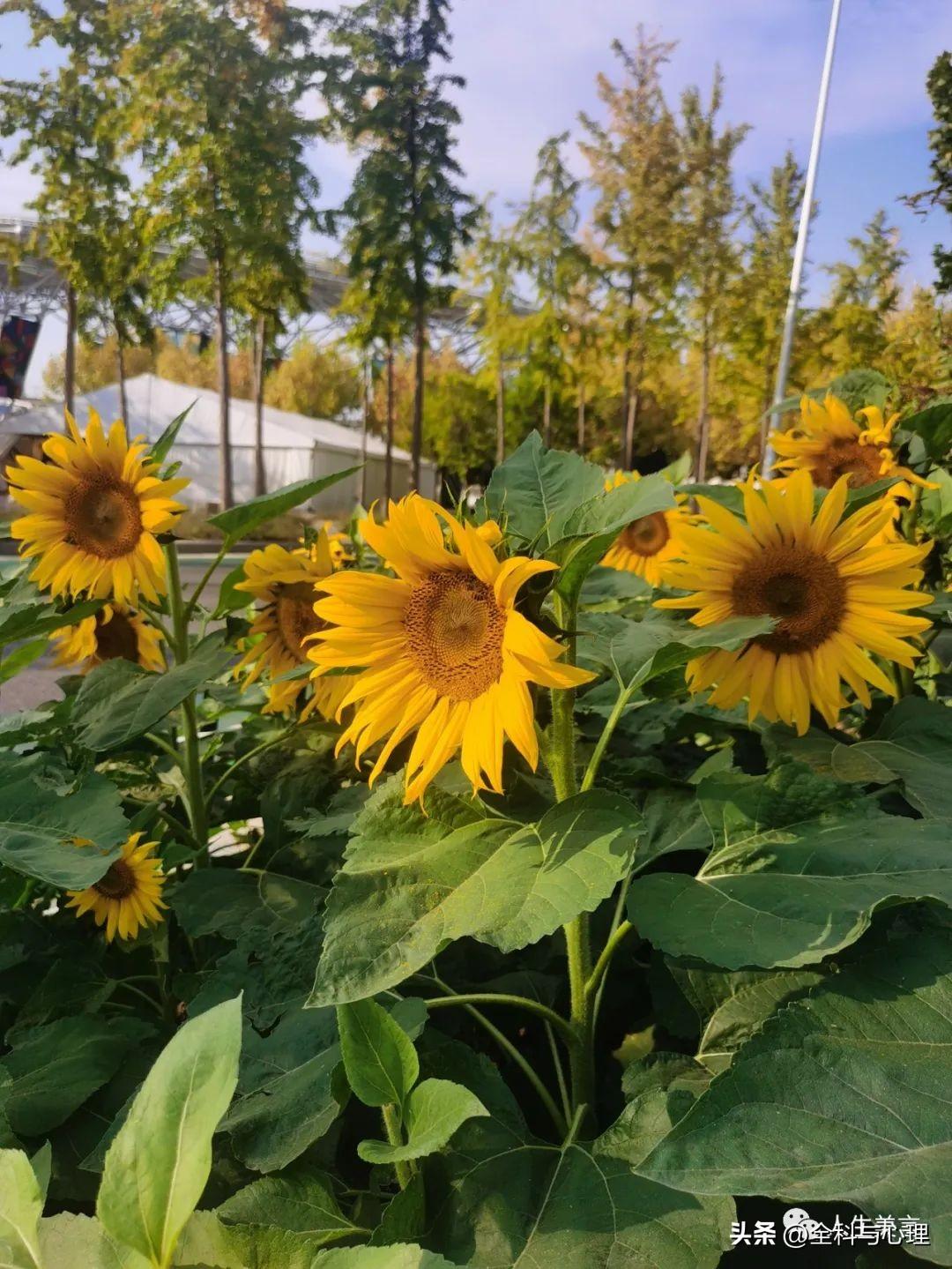 每日一言正能量句子，高级感励志文案短句(图4)