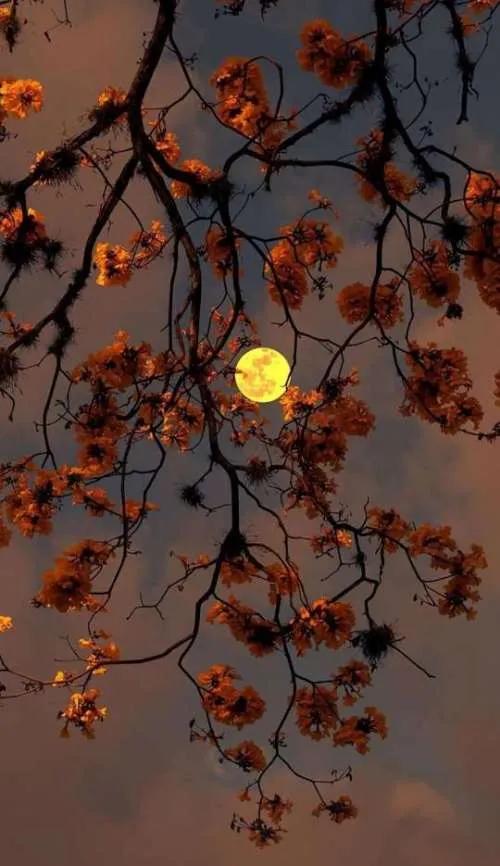 天冷了适合发朋友圈的幽默句子(图1)