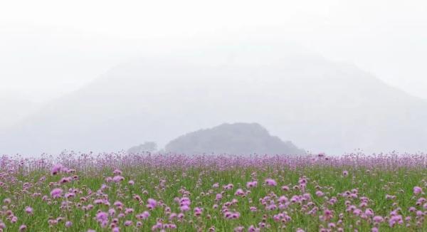 美成仙境！这些家门口的“普罗旺斯”，许你一场无法抗拒的紫色浪漫(图1)