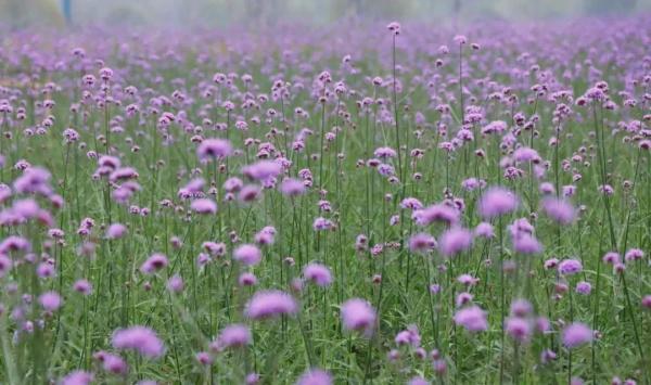 美成仙境！这些家门口的“普罗旺斯”，许你一场无法抗拒的紫色浪漫(图2)