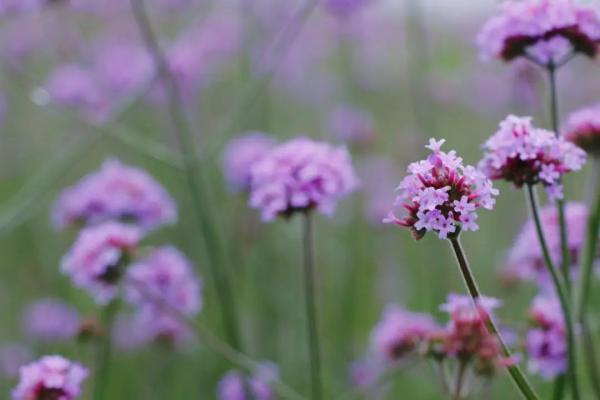 美成仙境！这些家门口的“普罗旺斯”，许你一场无法抗拒的紫色浪漫(图3)
