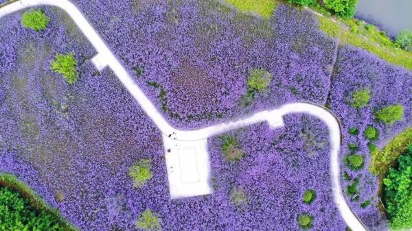 美成仙境！这些家门口的“普罗旺斯”，许你一场无法抗拒的紫色浪漫(图4)