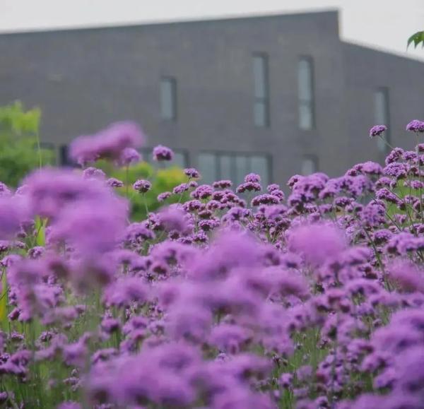 美成仙境！这些家门口的“普罗旺斯”，许你一场无法抗拒的紫色浪漫(图5)