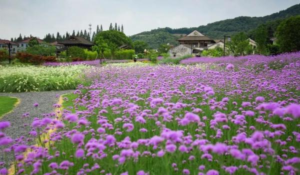 美成仙境！这些家门口的“普罗旺斯”，许你一场无法抗拒的紫色浪漫(图8)