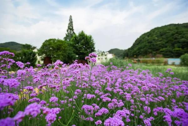 美成仙境！这些家门口的“普罗旺斯”，许你一场无法抗拒的紫色浪漫(图9)