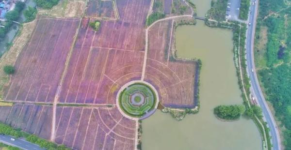 美成仙境！这些家门口的“普罗旺斯”，许你一场无法抗拒的紫色浪漫(图11)