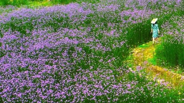 美成仙境！这些家门口的“普罗旺斯”，许你一场无法抗拒的紫色浪漫(图13)