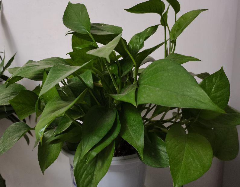 小学生作文“八字诀”（三）(图1)