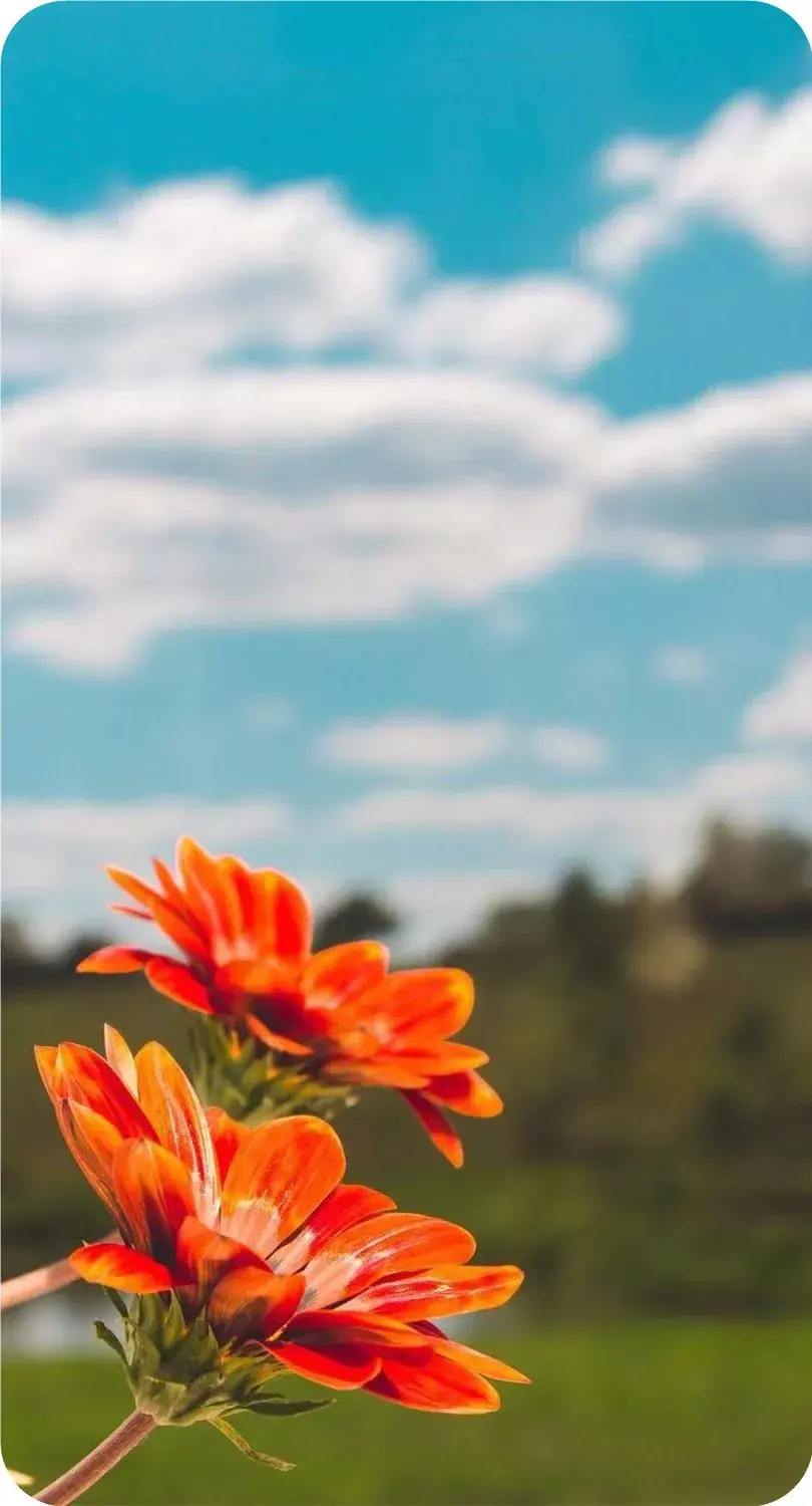 文字情人 | 愿岁岁常相见，日日皆平安(图2)