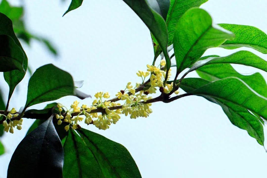 30句唯美桂花诗词，秋意浓，桂花香，香飘了整个秋天(图1)