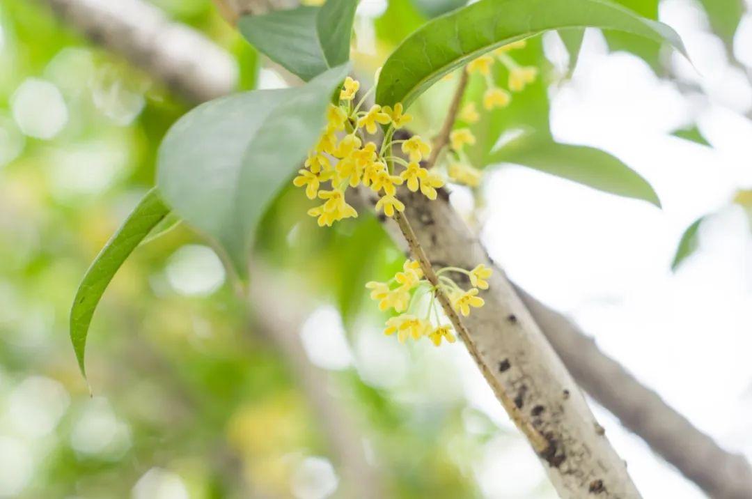 30句唯美桂花诗词，秋意浓，桂花香，香飘了整个秋天(图5)