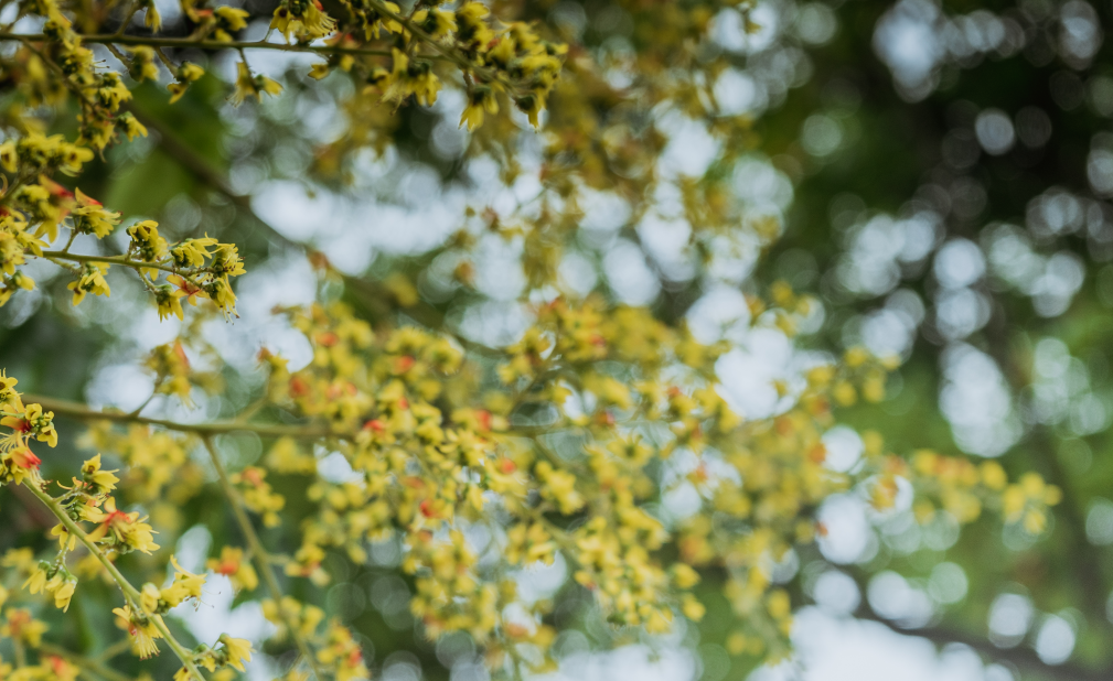何须浅碧深红色，自是花中第一流 | 10首桂花诗词(图8)