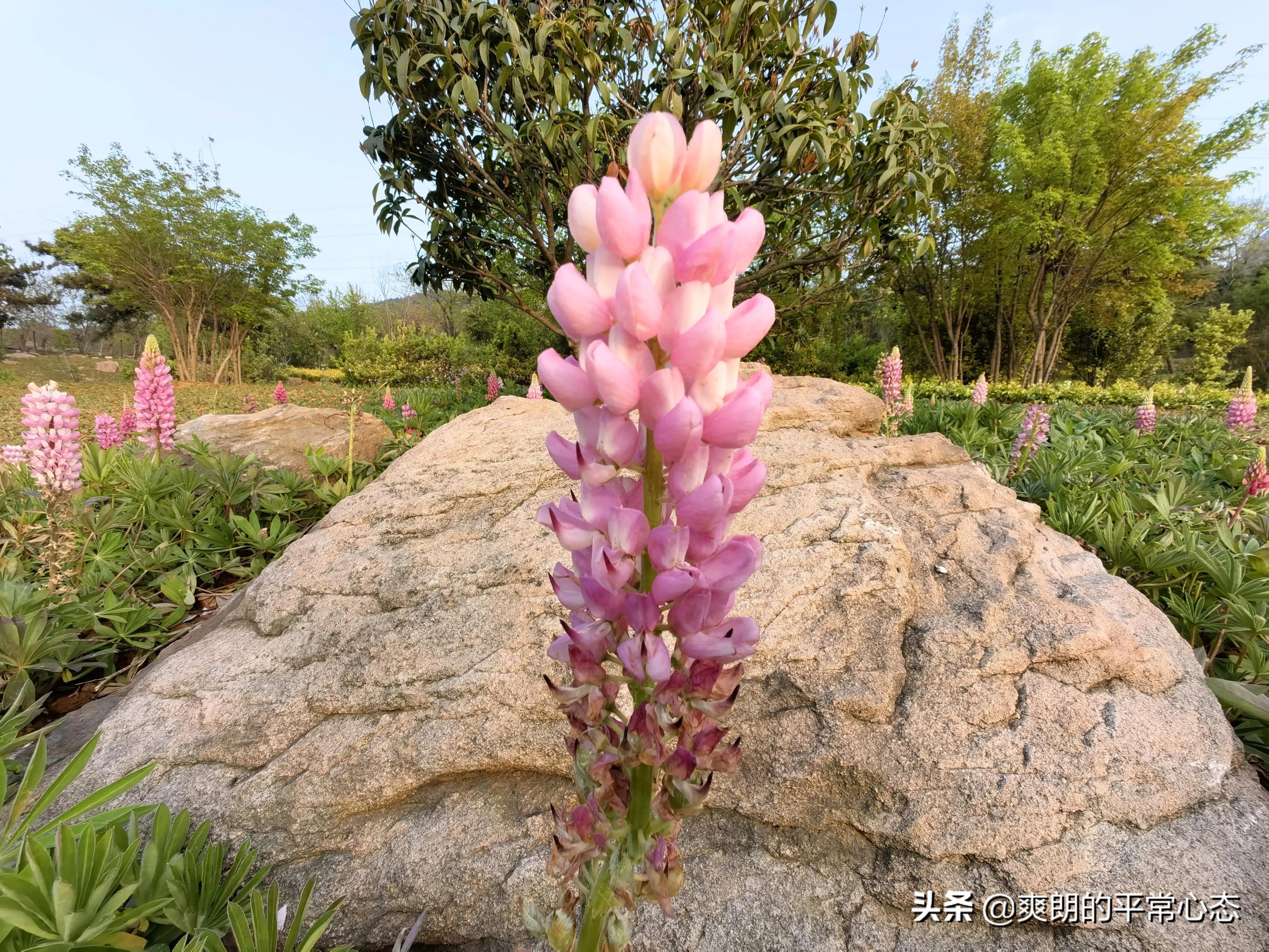 一分耕耘一分收获，努力越大，收获越多(图5)