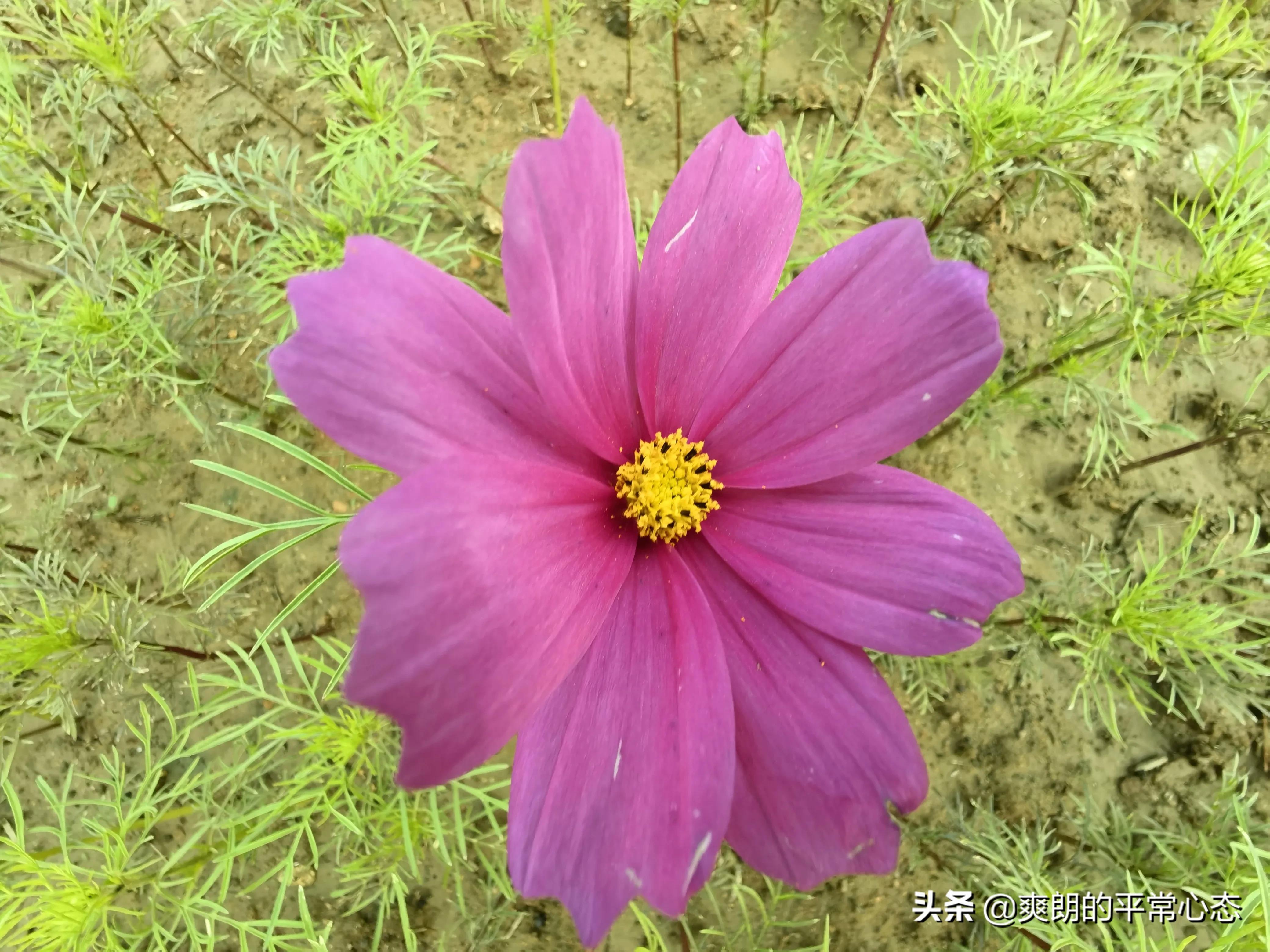 一分耕耘一分收获，努力越大，收获越多(图11)