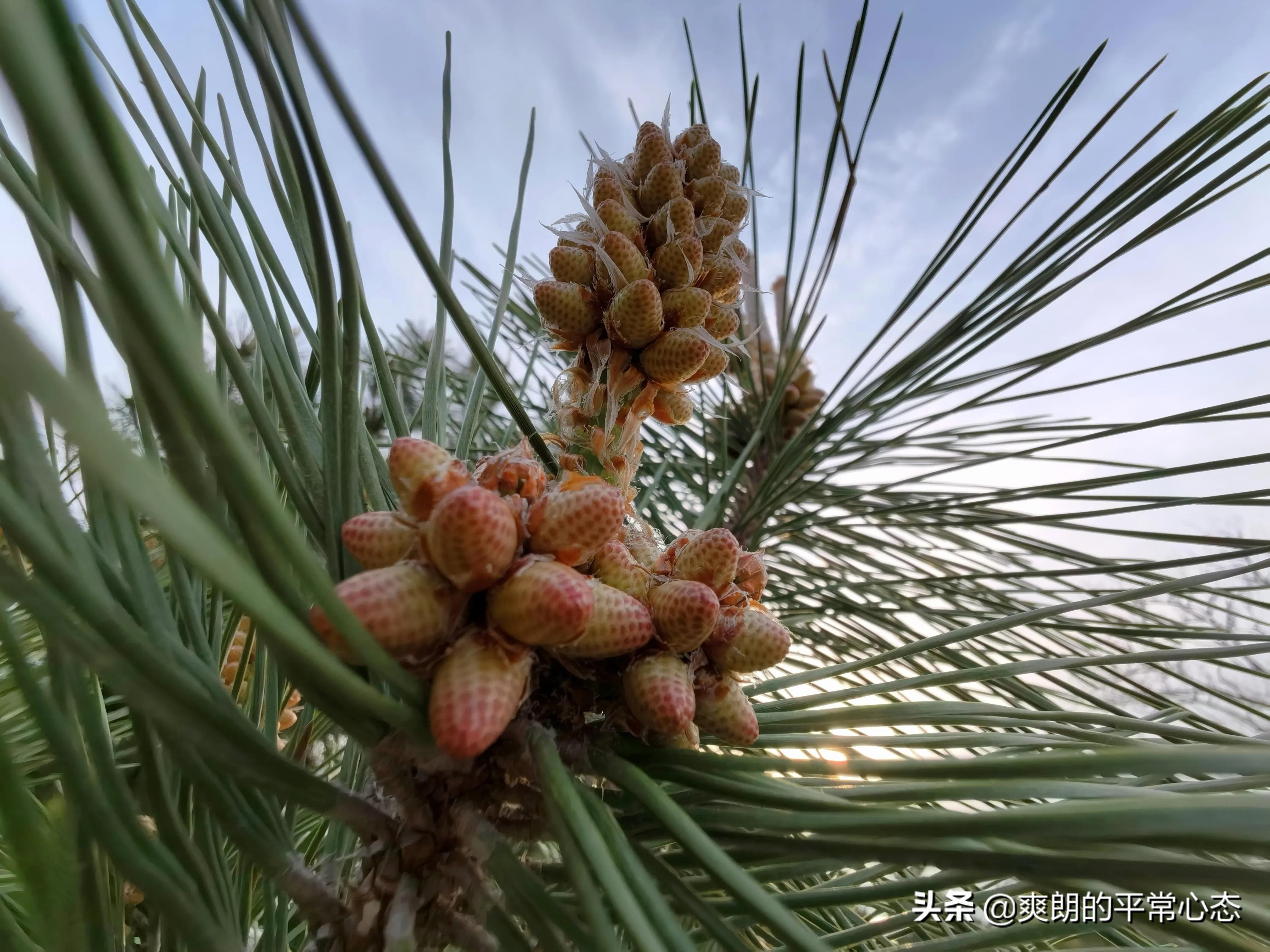 一分耕耘一分收获，努力越大，收获越多(图14)