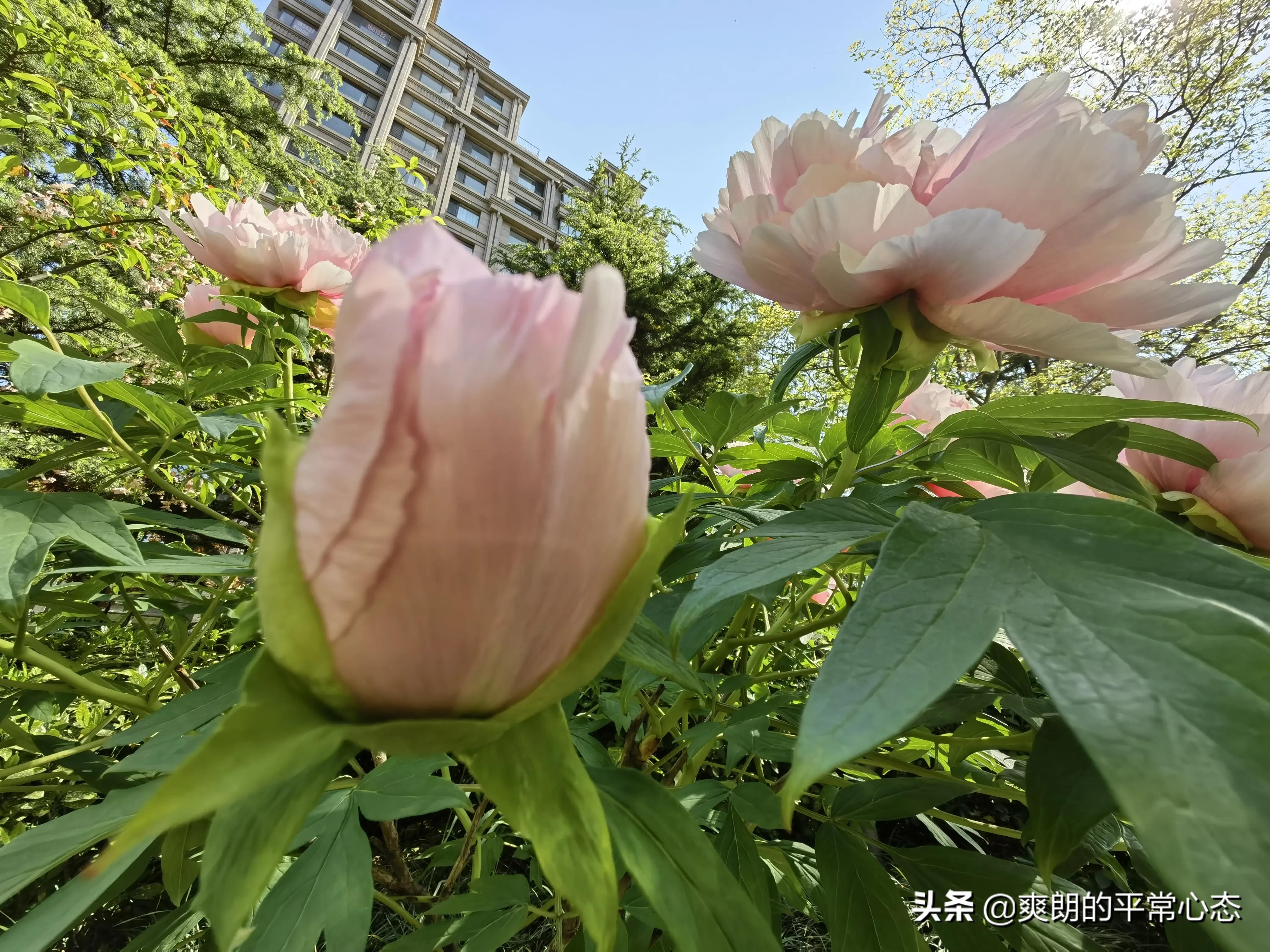 一分耕耘一分收获，努力越大，收获越多(图18)