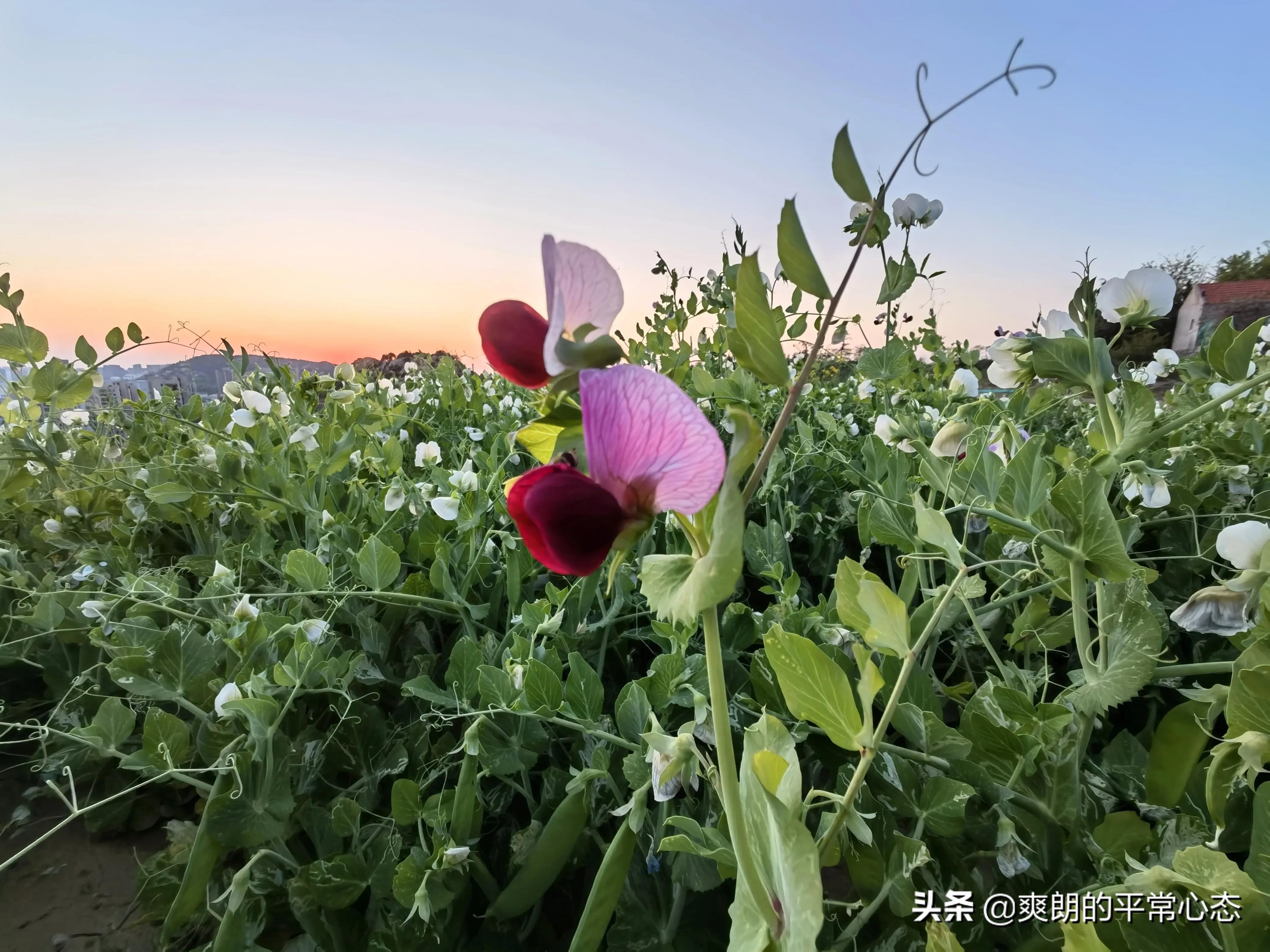 一分耕耘一分收获，努力越大，收获越多(图20)
