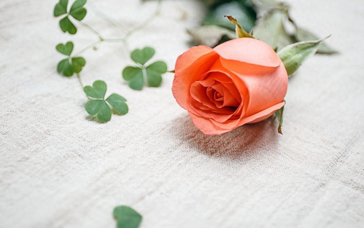 爱情的真谛：3个无畏争执的迹象(图2)