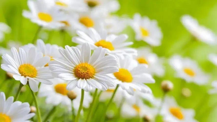 简单生活心态的句子70条经典语录大全(图3)