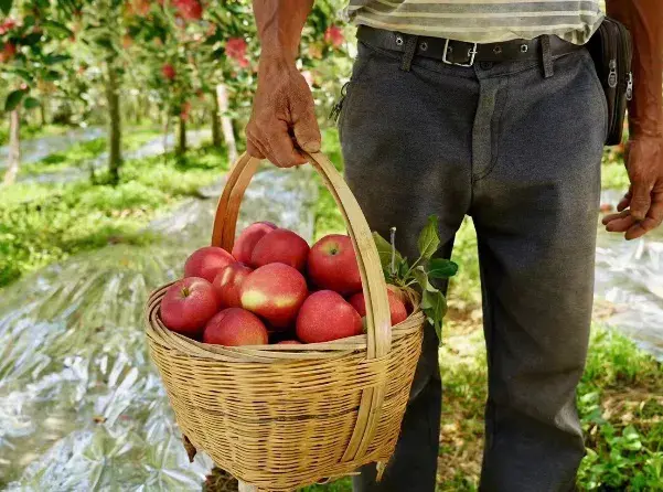 "子长喜报：30万斤早熟富士丰收，果农笑逐颜开，销售无忧。"(图2)