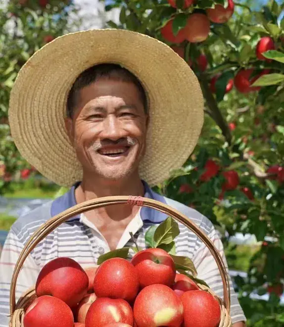 "子长喜报：30万斤早熟富士丰收，果农笑逐颜开，销售无忧。"(图3)