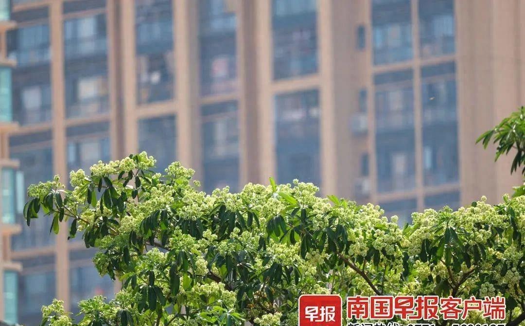 花开如烟,香气迷人!尽享南宁街头的芬芳(图1) 花开如烟,香气迷人!尽享南宁街头的芬芳(图1)