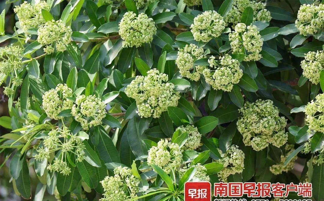 花开如烟,香气迷人!尽享南宁街头的芬芳(图2) 花开如烟,香气迷人!尽享南宁街头的芬芳(图2)