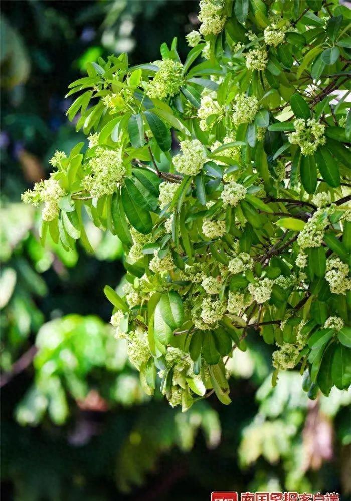 花开如烟,香气迷人!尽享南宁街头的芬芳(图3) 花开如烟,香气迷人!尽享南宁街头的芬芳(图3)