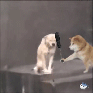 今日文案|笑死人不偿命的句子，快分享给你的好友一起(图3)