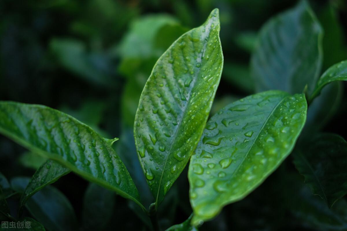 棠梨煎雪，芳华待灼，愿世间所有美好，都与你不期而遇(图3)