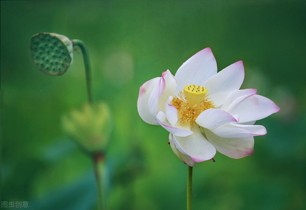 棠梨煎雪，芳华待灼，愿世间所有美好，都与你不期而遇(图6)