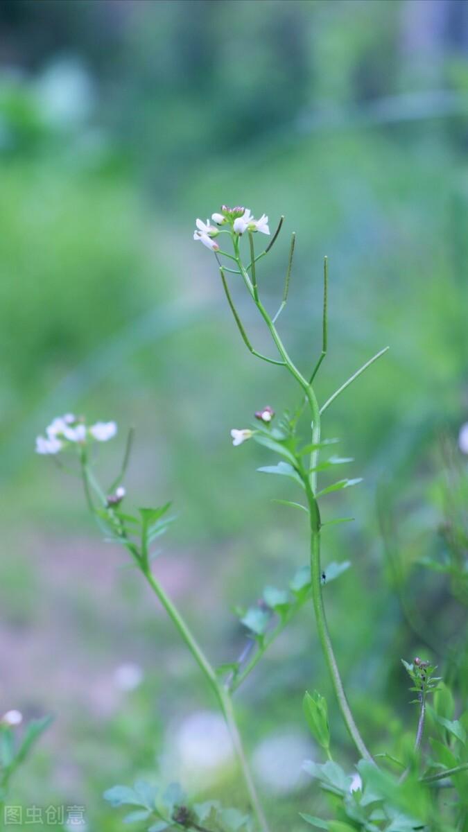 棠梨煎雪，芳华待灼，愿世间所有美好，都与你不期而遇(图7)