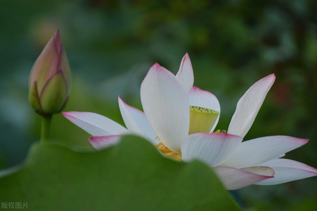 棠梨煎雪，芳华待灼，愿世间所有美好，都与你不期而遇(图8)