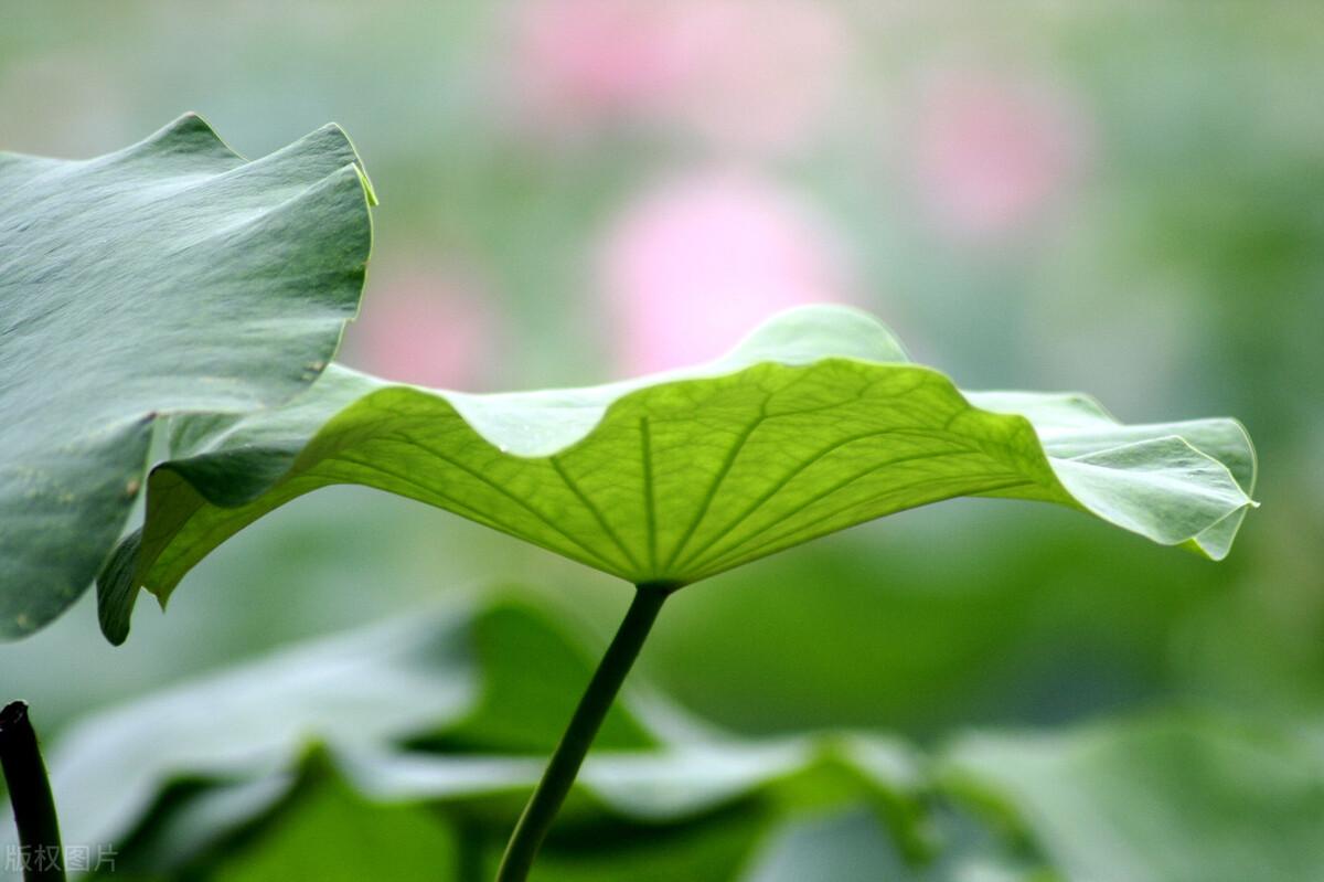 棠梨煎雪，芳华待灼，愿世间所有美好，都与你不期而遇(图9)
