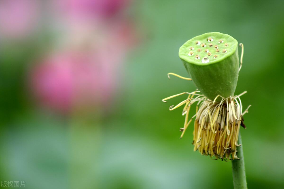 棠梨煎雪，芳华待灼，愿世间所有美好，都与你不期而遇(图10)