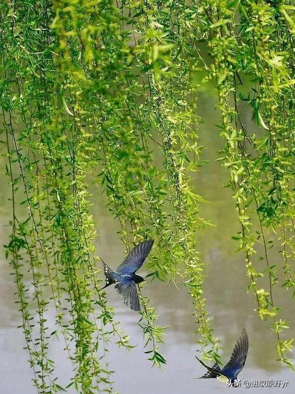 春暖花开、未来可期！精选春天的祝福文案，与您分享(图7)