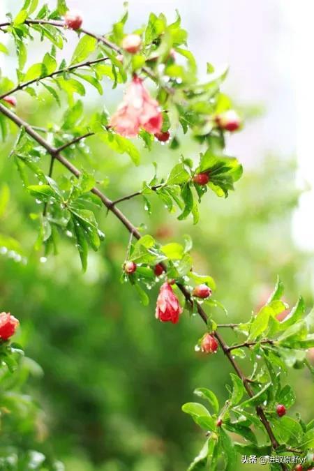 春暖花开、未来可期！精选春天的祝福文案，与您分享(图9)