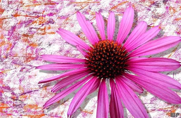 唯美阳光的励志句子，读一读让心不再迷茫，做元气满满的自己(图2)