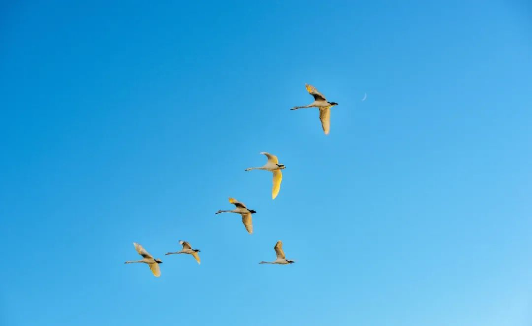 35首爱国诗词，全是经典之作，总有一首让你热血澎湃(图5)