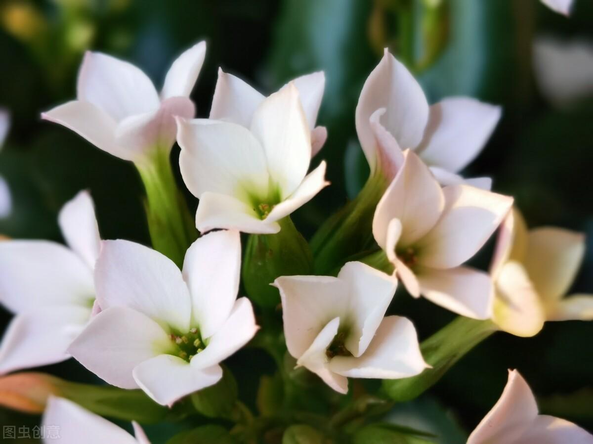 过年：家人闲坐，灯火可亲，愿新年，胜旧年，与时舒卷，与光同尘(图1)