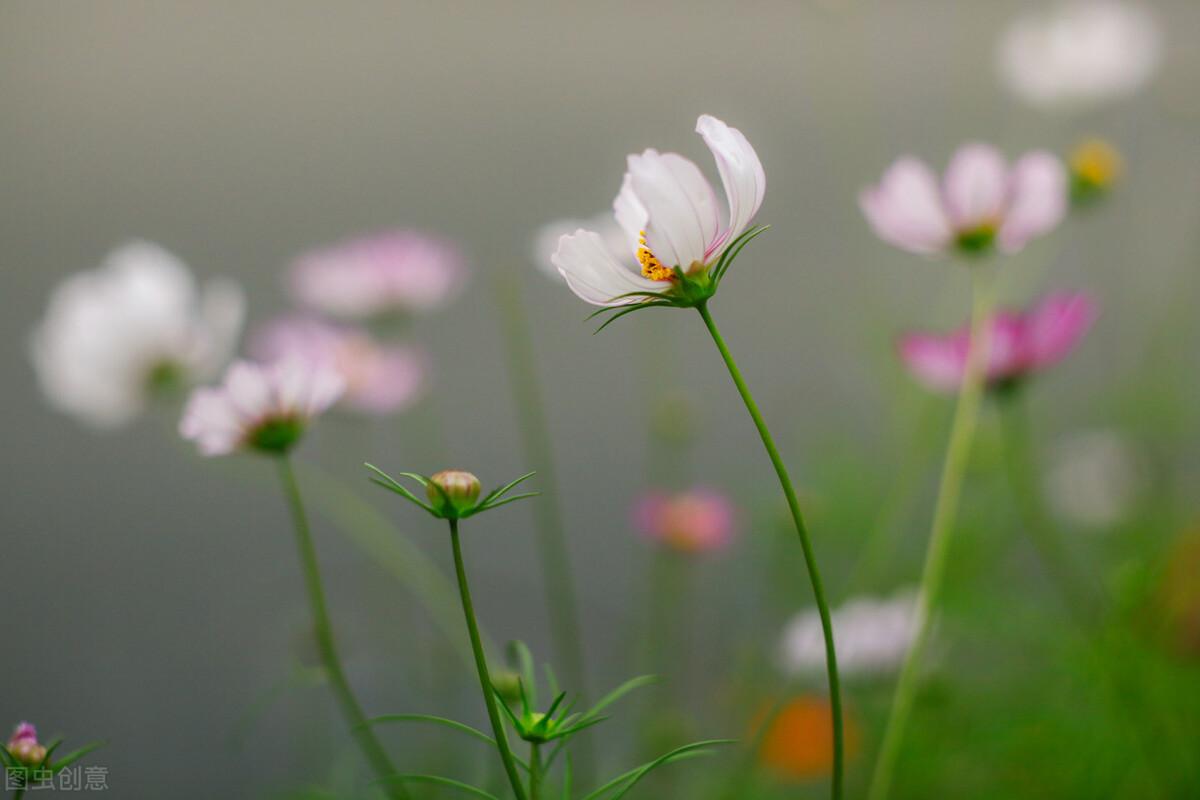过年：家人闲坐，灯火可亲，愿新年，胜旧年，与时舒卷，与光同尘(图4)