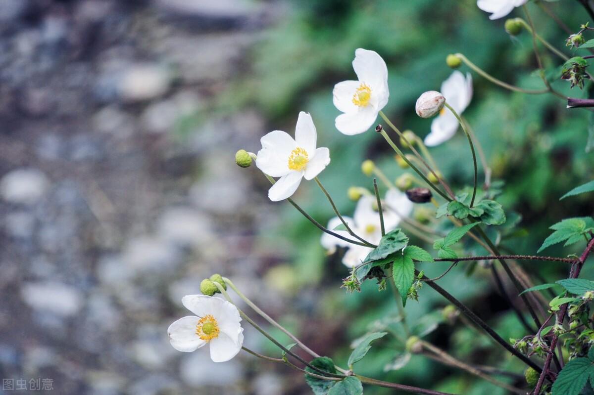 过年：家人闲坐，灯火可亲，愿新年，胜旧年，与时舒卷，与光同尘(图7)