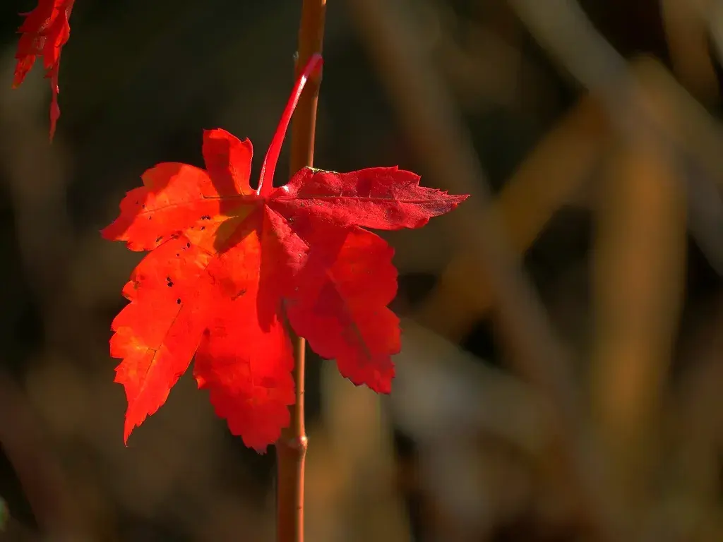 这些写等待的诗，句句痴情，令人潸然泪下(图3)