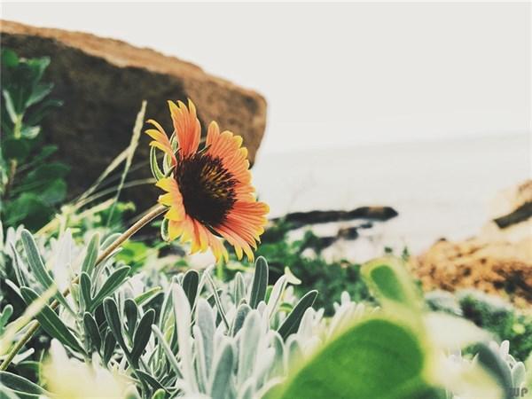 早安15句经典说说句子 激励人心正能量励志的句子(图3)