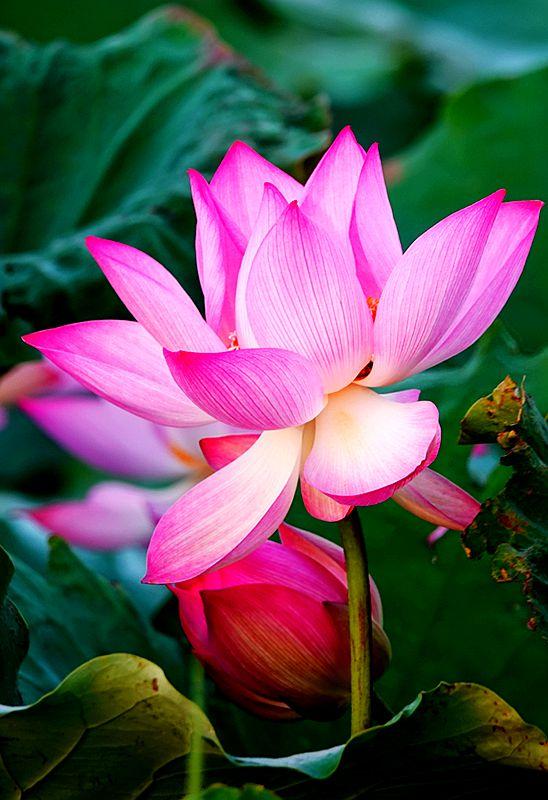 美荷花兮灼灼，小蜜蜂兮飞飞(图1)