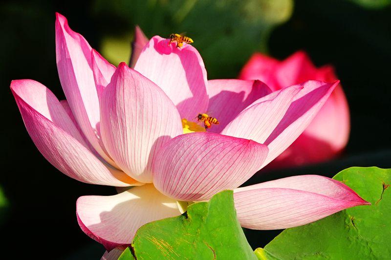 美荷花兮灼灼，小蜜蜂兮飞飞(图2)